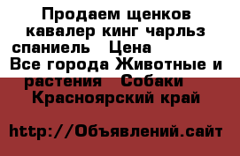 Продаем щенков кавалер кинг чарльз спаниель › Цена ­ 60 000 - Все города Животные и растения » Собаки   . Красноярский край